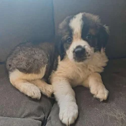 Saint Bernard puppies