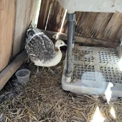 Black Shoulder Silver Pied Adult Peahen