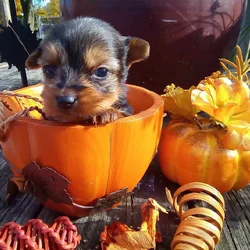 Morkie puppies