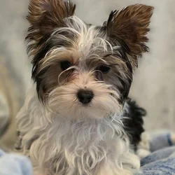 Tri Color Parti Yorkie Puppy