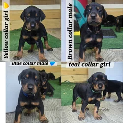AKC Registered European Doberman