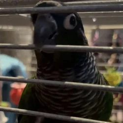 Green Cheek