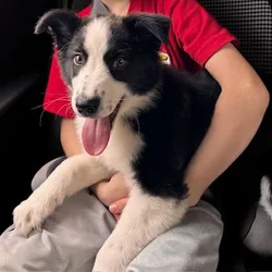 Aussie/Catahoula Cross