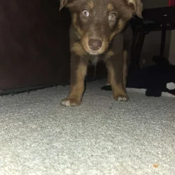 Australian Shepherd