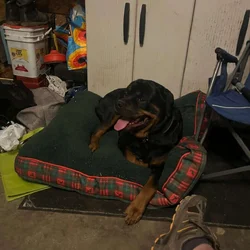 Almost 3 year old male Rottweiler AKC registered