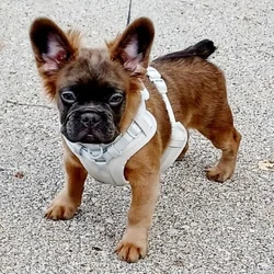 Fluffy French Bulldog Puppy