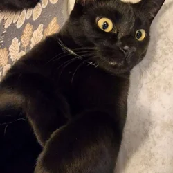 Rehome Cat