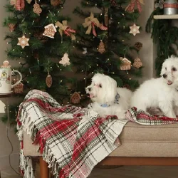 Adorable Maltese Puppies Ready for Loving home!