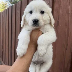 English cream golden retriever