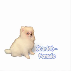 Pomeranian Puppies – Ready for Their New Homes