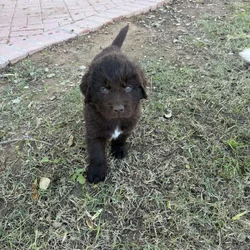 AKC Newfoundland puppiies