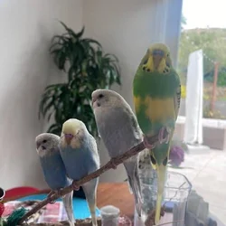 Flock of 4 sweet parakeets + cage / accessories!