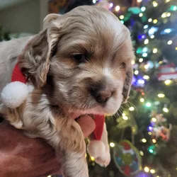 Gorgeous Cocker Spaniel Puppies!!
