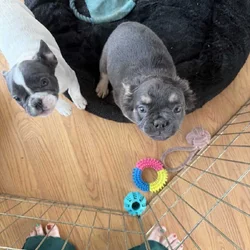 AKC female Fluffy French bulldog puppy