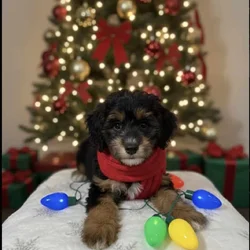🌟 SADE — Cute, Sweet & Ready for Her New Family!