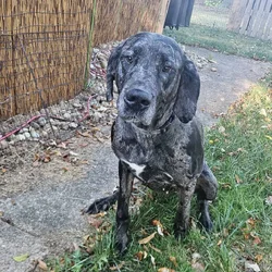 Looking to re-home 3 year old Great Dane