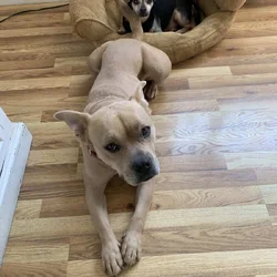 Rehoming A Loving Staffordshire Bull Terrier 4 YRS