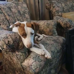 Rehoming dog