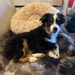 Miniature Australian Shepherd puppy