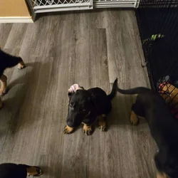 German Shepherd mix puppies