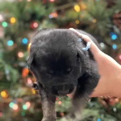 AKC Registered German Shepherd Puppies — 9 Availab
