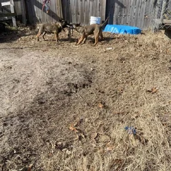 Belgian Malinois $400