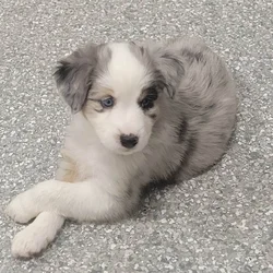 Mini Australian sheperd