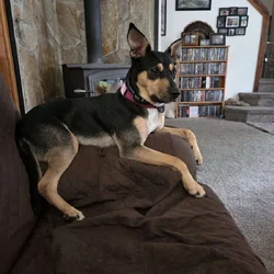 Female shepherd mix breed