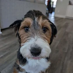 Mini-Aussiedoodle - Rucker - Family Dog