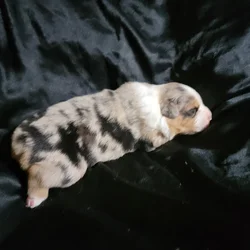 ***** Christmas Puppies *****