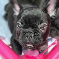 French bulldog puppies