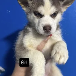 Siberian Husky puppies pure bred