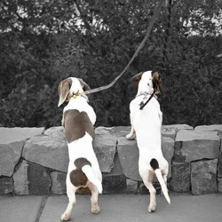 Miniature dachshunds pet puppy - $2,500
