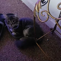 4 month old female needs new home