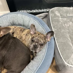 French Bulldog Puppy