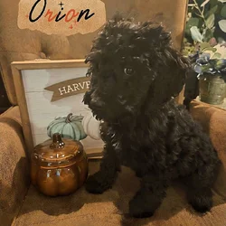 Good As Goldendoodles 4