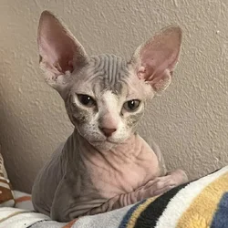 Sphinx Kitten Emergency Sale
