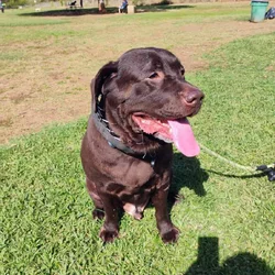 5 year old black English Labrador Male