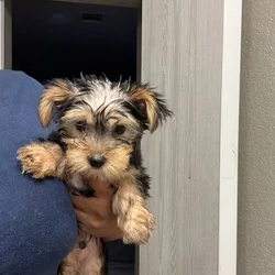 Zippy-Yorkie