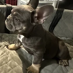 French Bulldogs AKC