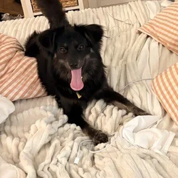 Small dog Paperanian (Papillon-Pomeranian Mix)