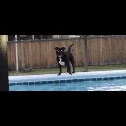Adult Male Cane Corso