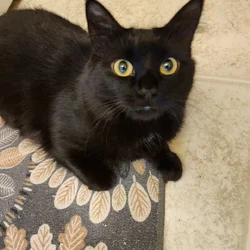 Rehome cat #2