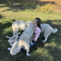 Great Pyrenees