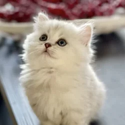 British longhair kitten