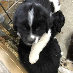 Puppies for sale