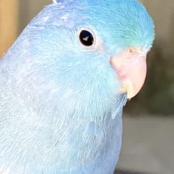 100% Tame Parrotlet