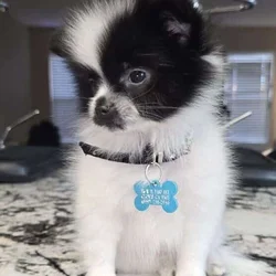 Pomeranian puppy