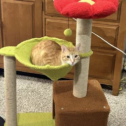 Orange Tabby for Rehoming