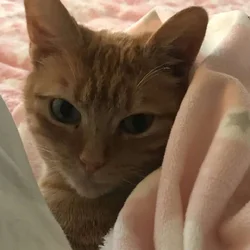 Kitty Rehome